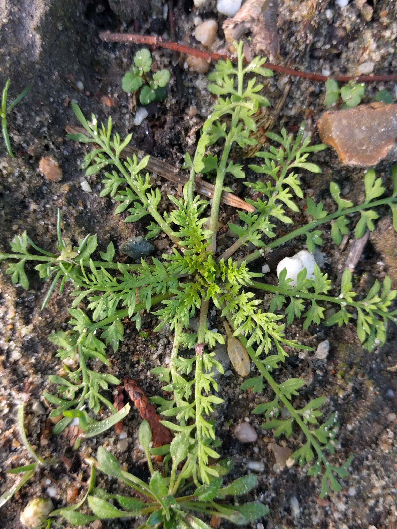 Image of Lesser swine-cress