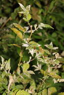 Image of Podosphaera filipendulae (Z. Y. Zhao) T. Z. Liu & U. Braun 2010