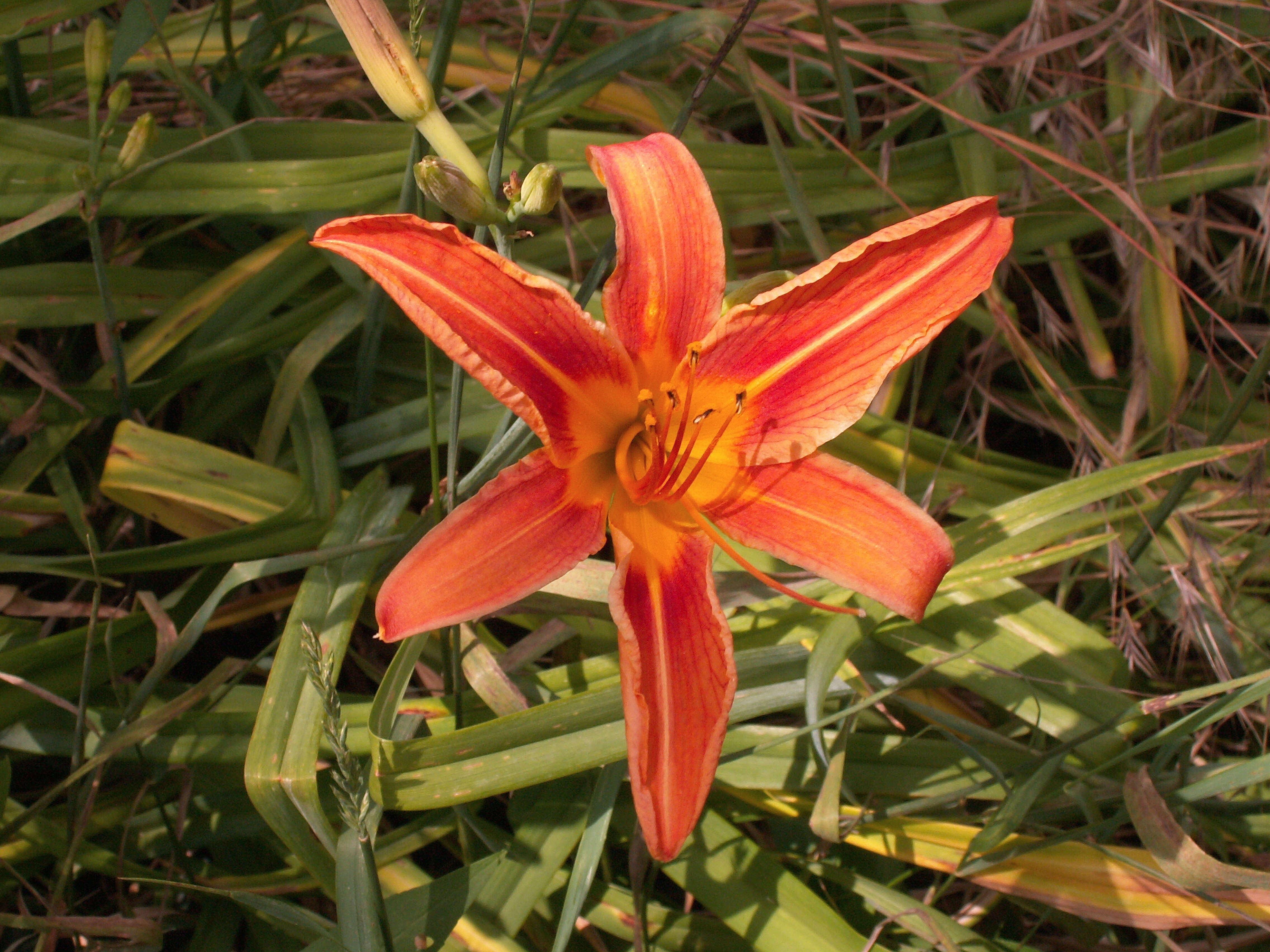 Image of orange daylily