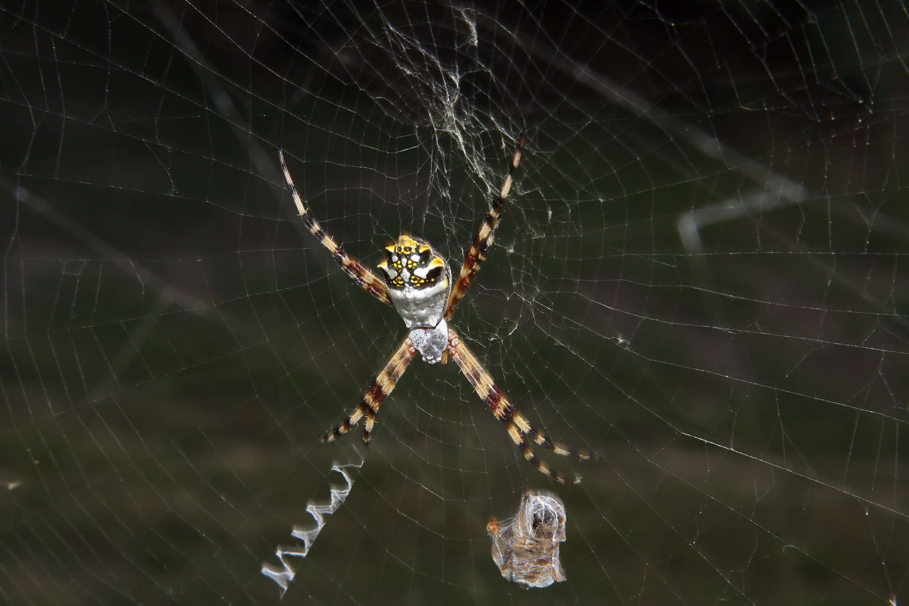 Image of Silver Argiope