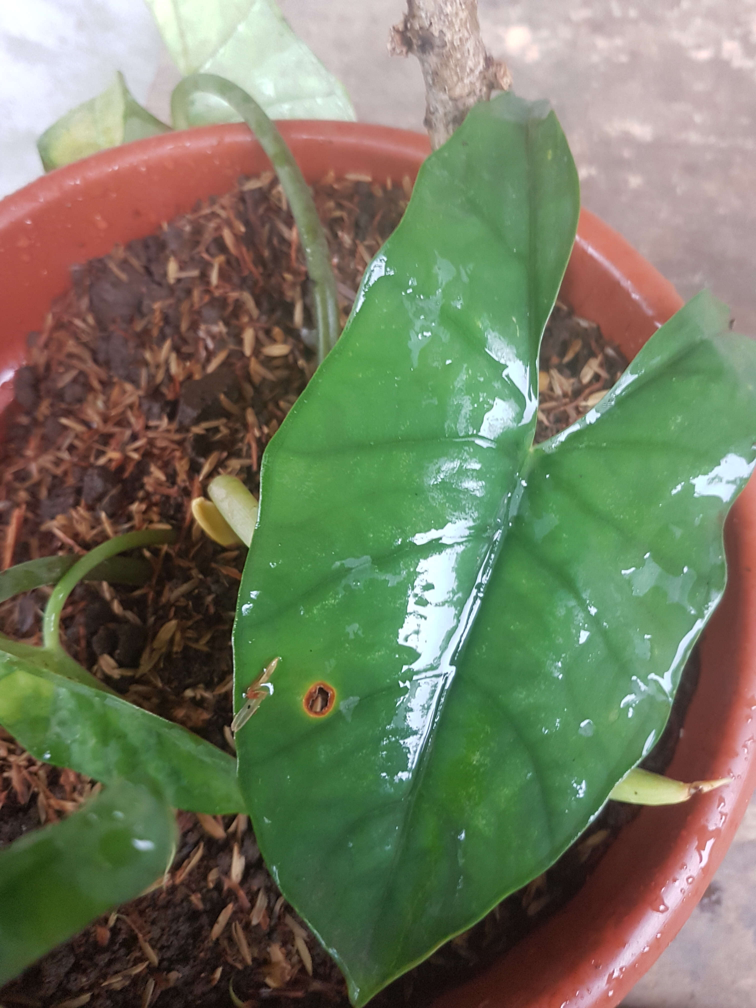 Image of Alocasia heterophylla (C. Presl) Merr.