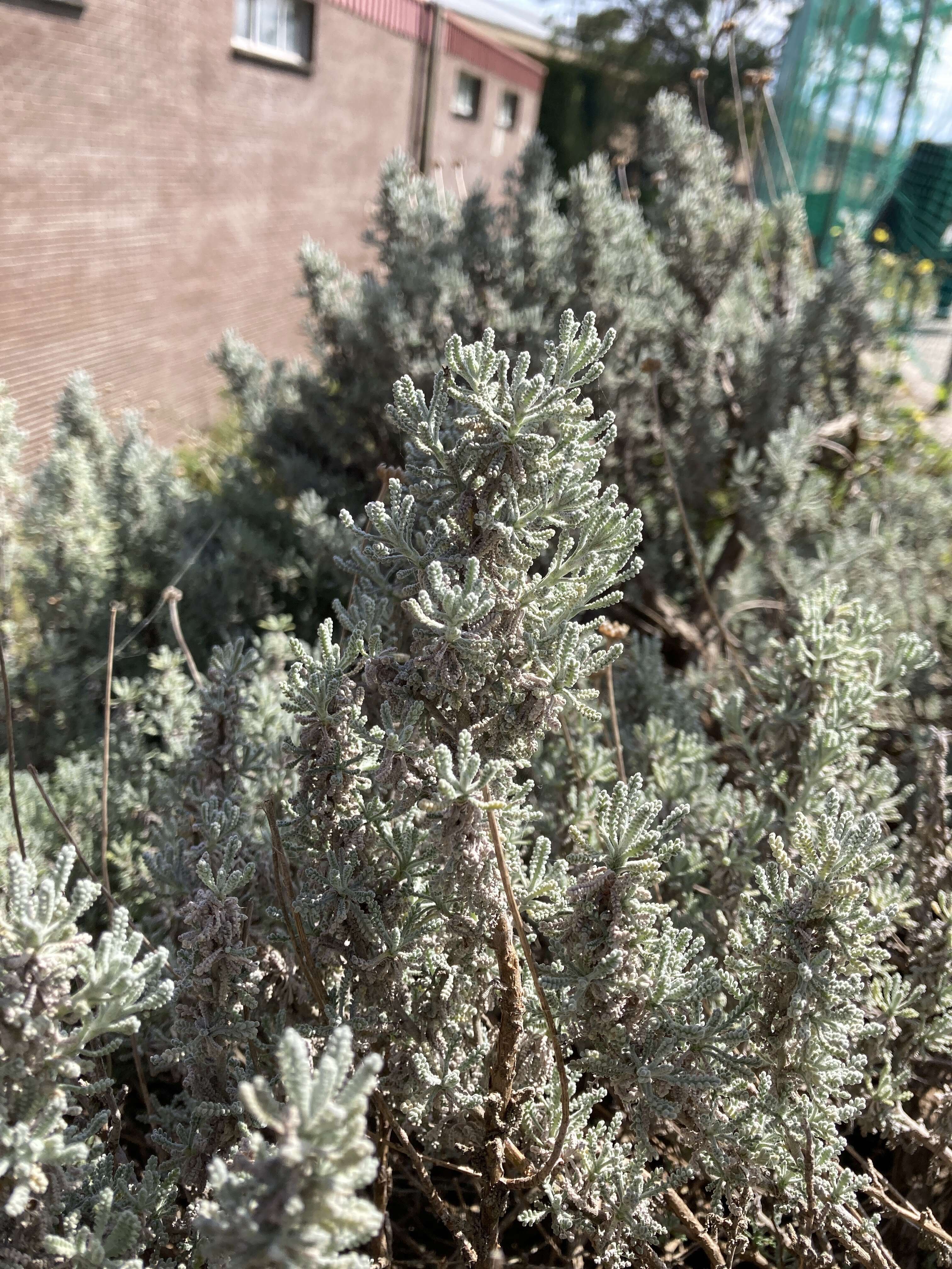 Image of lavender cotton