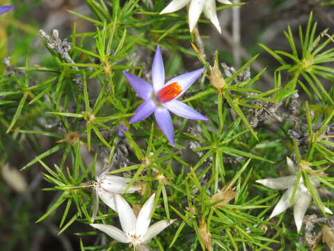 Image of Blue tinsel lily