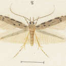 Image of Microcolona characta Meyrick 1897