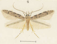 Image of Microcolona characta Meyrick 1897