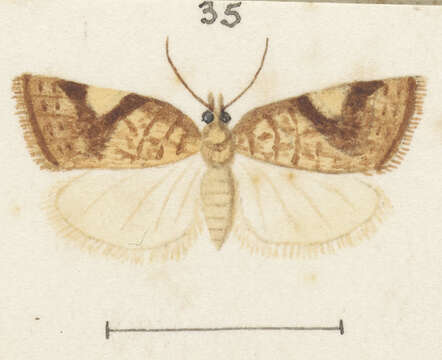 Image of Catamacta gavisana Walker 1863