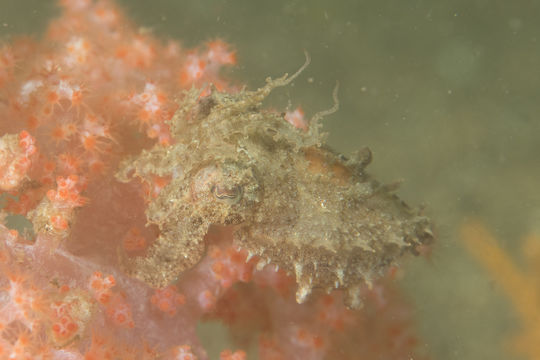 18.https www inaturalist org photos 2422704.580x360