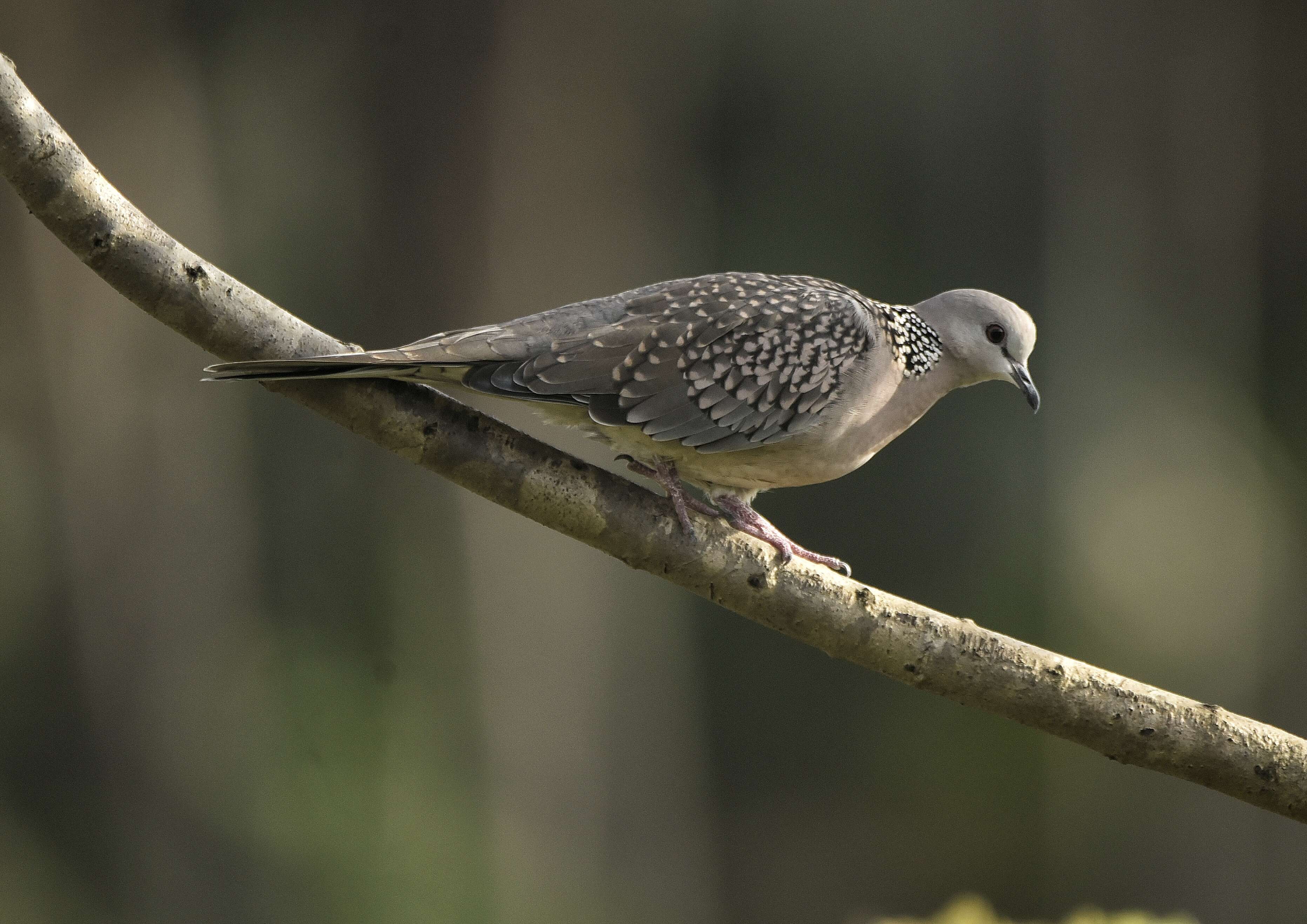 Image of Pink-spotted Fruit Dove