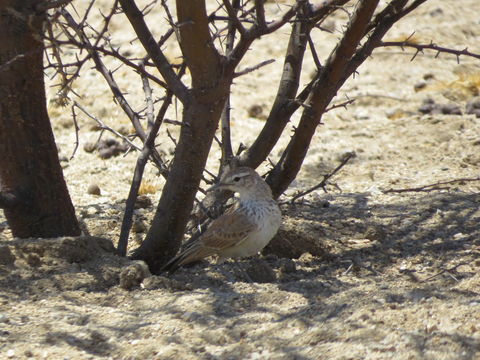 Image of Karoo Long-billed Lark