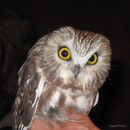Image of Northern Saw-whet Owl