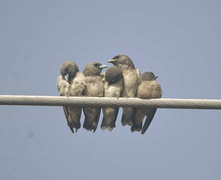 Image of Ashy Wood Swallow