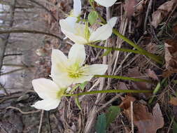 Image of black hellebore