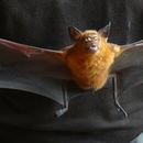 Image of Old World Leaf-nosed Bats