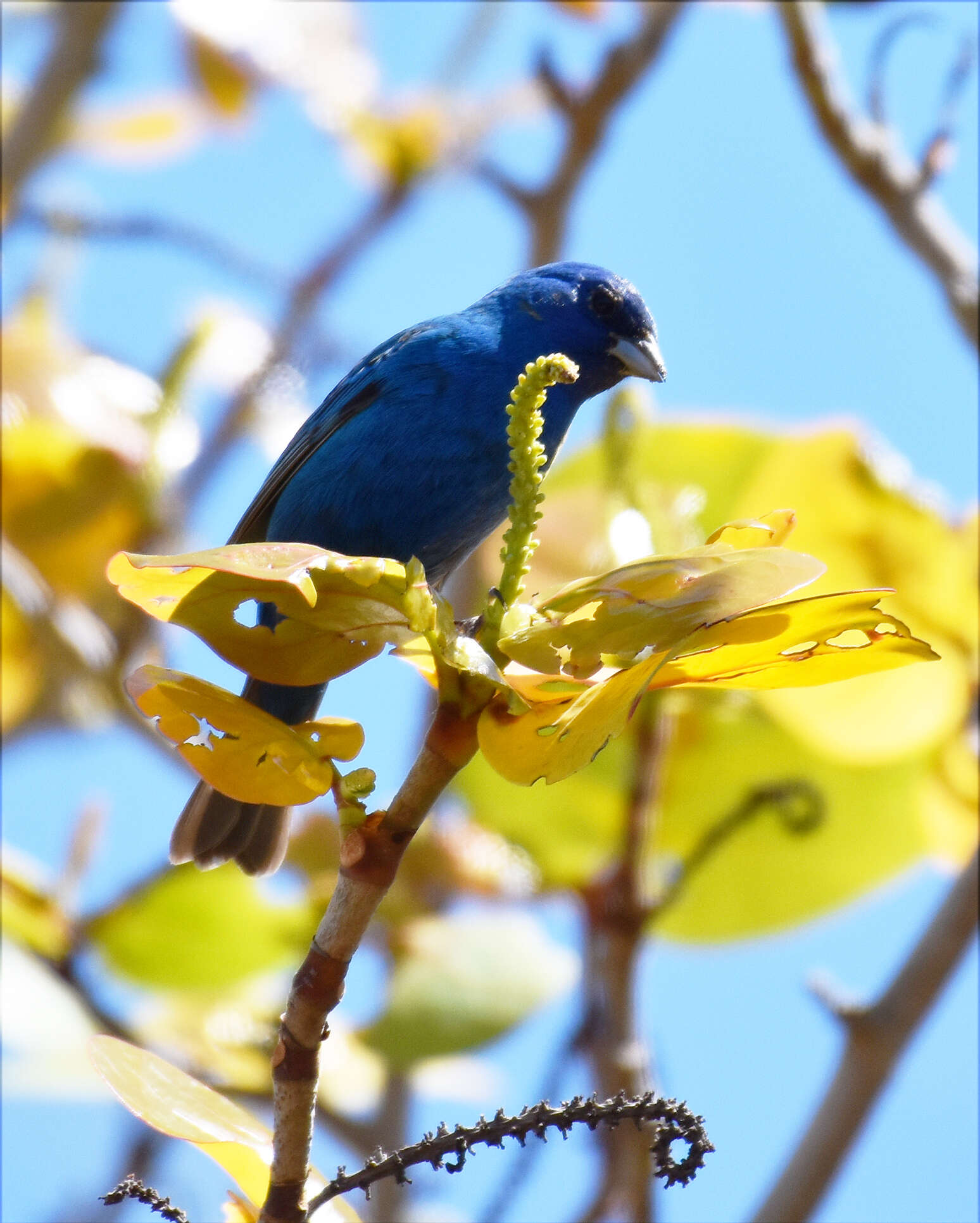 Image of Indigo Bunting