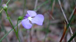 Image de Lobelia andrewsii Lammers