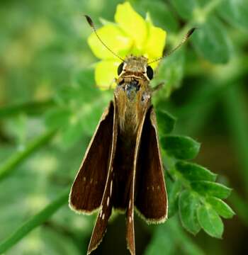 Image de Tribulus