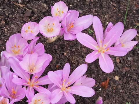 Image of Autumn crocus