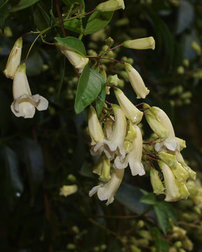 Image of <i>Pandorea pandorana</i>