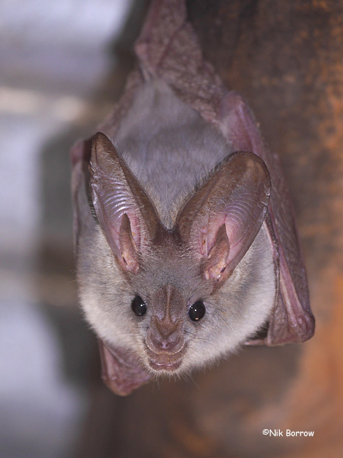 False Vampire Bats Encyclopedia Of Life