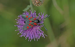 Image of Zygaena angelicae Ochsenheimer 1808