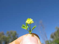 Image of field clover