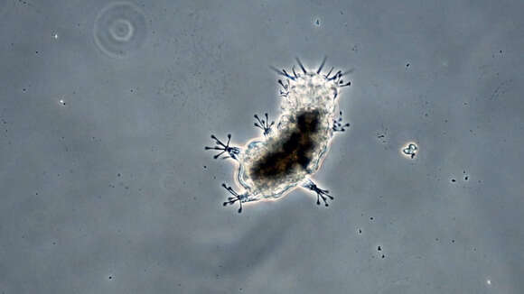 Image of Rough-bodied Tardigrades