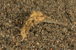 Image of Stylocheilus striatus (Quoy & Gaimard 1832)