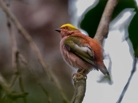 Image of Fiery-capped Manakin