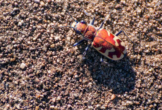 Image of Big Sand Tiger Beetle