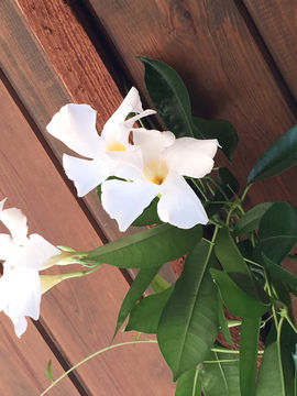 Image of <i>Jasminum officinale</i>