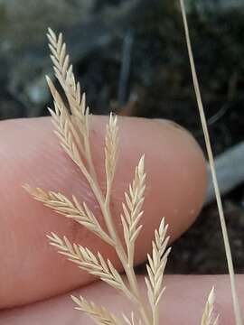 Image of fern-grass