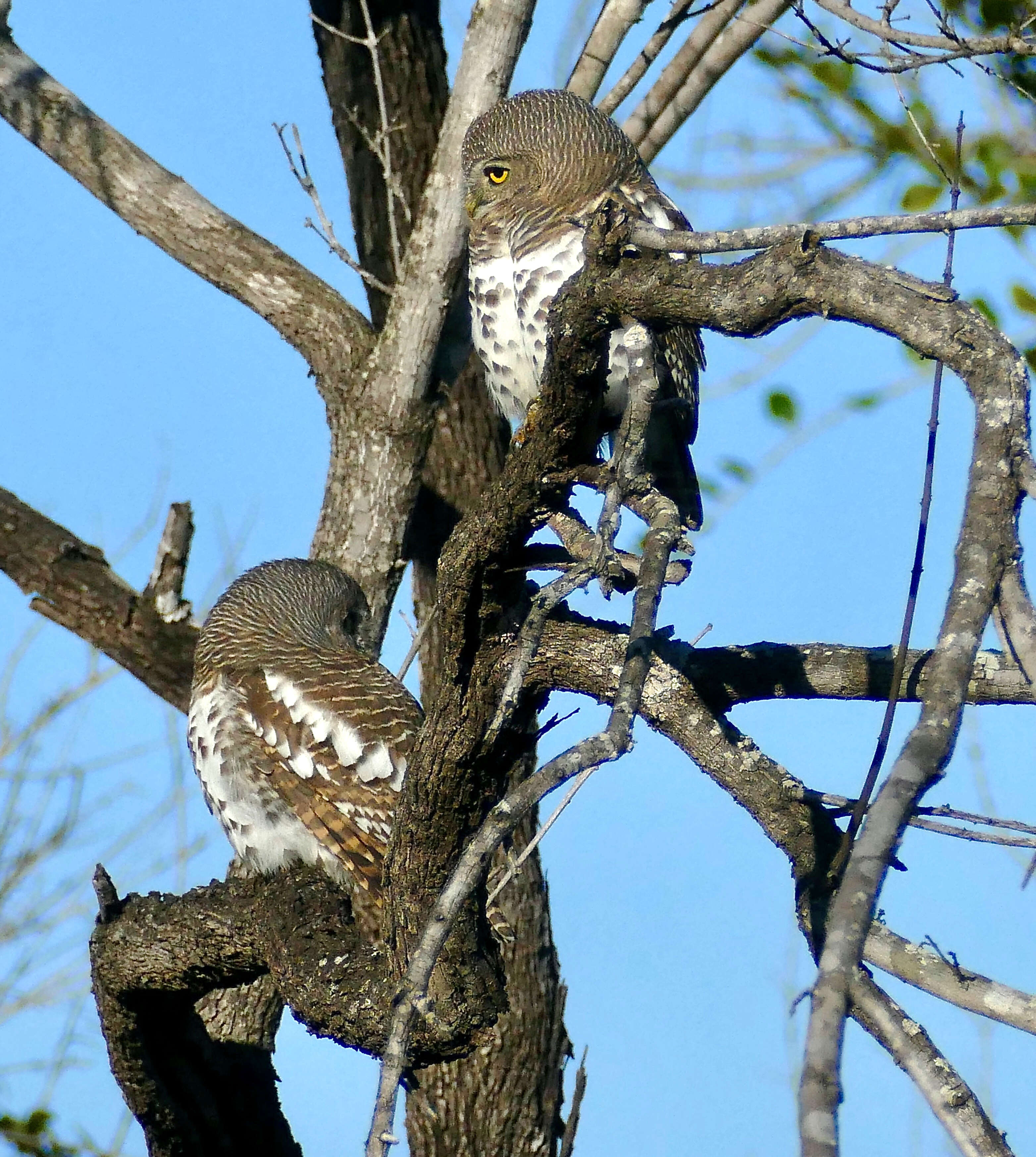 Image of African Barred Owlet