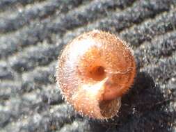 Image of Hairy Snail