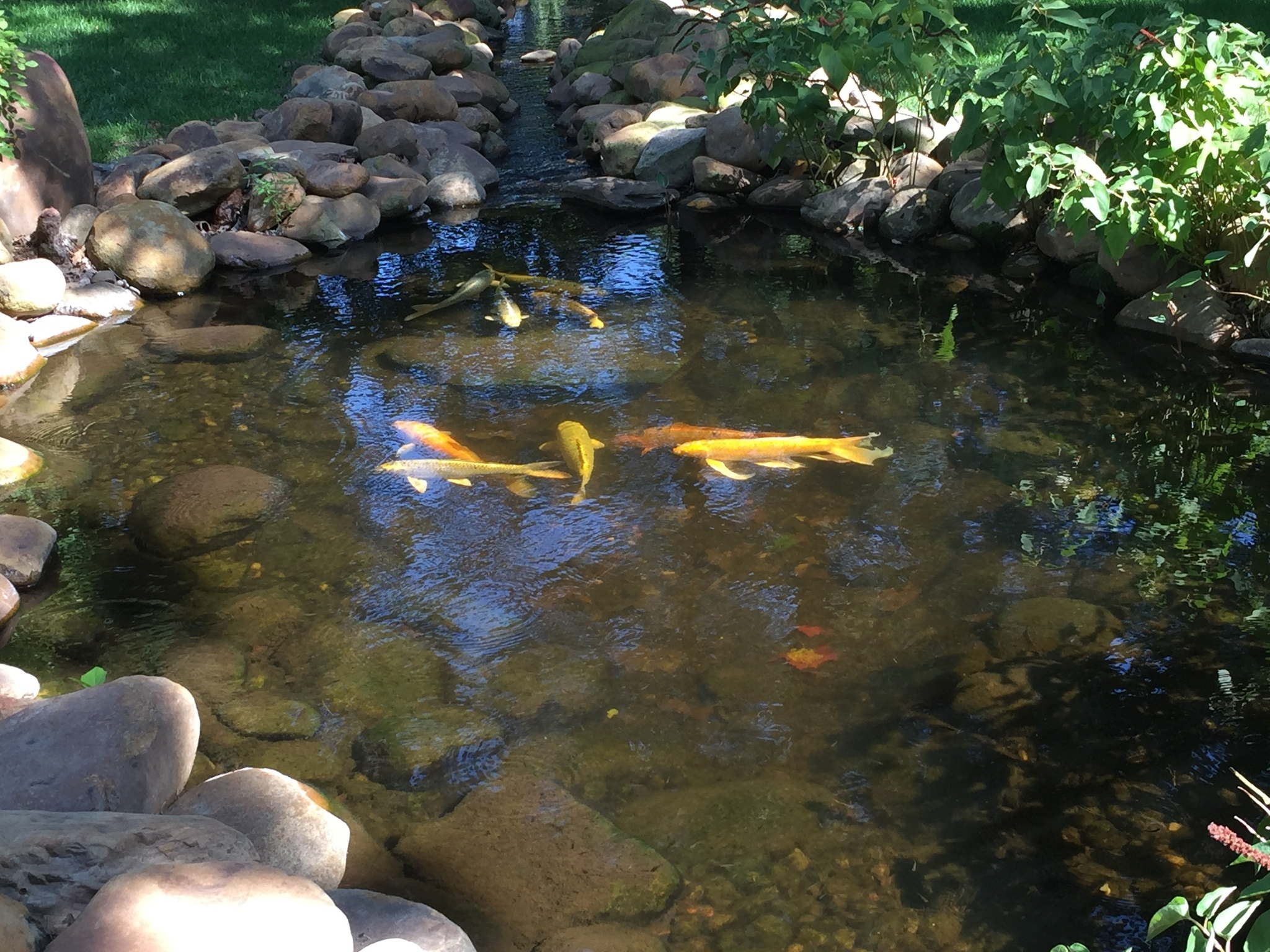 Image of <i>Cyprinus carpio haematopterus</i>