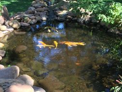 Image of <i>Cyprinus carpio haematopterus</i>