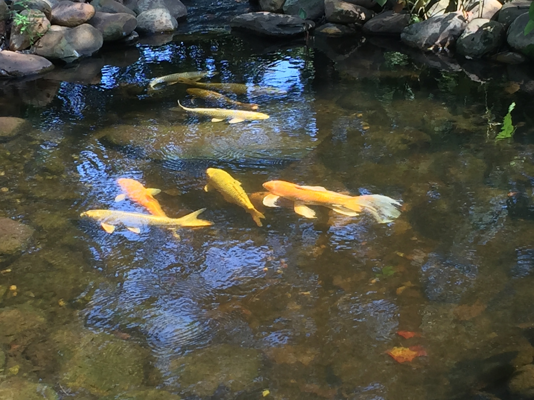 Image of <i>Cyprinus carpio haematopterus</i>
