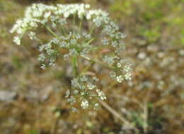 Imagem de Pimpinella saxifraga L.