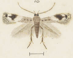 Imagem de Elachista archaeonoma Meyrick 1888