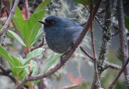 Image of Bluish Flower-piercer