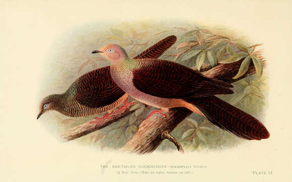 Image of Barred Cuckoo Dove