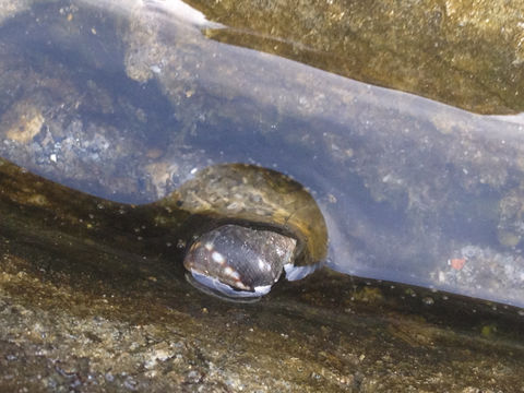 Image of eroded periwinkle