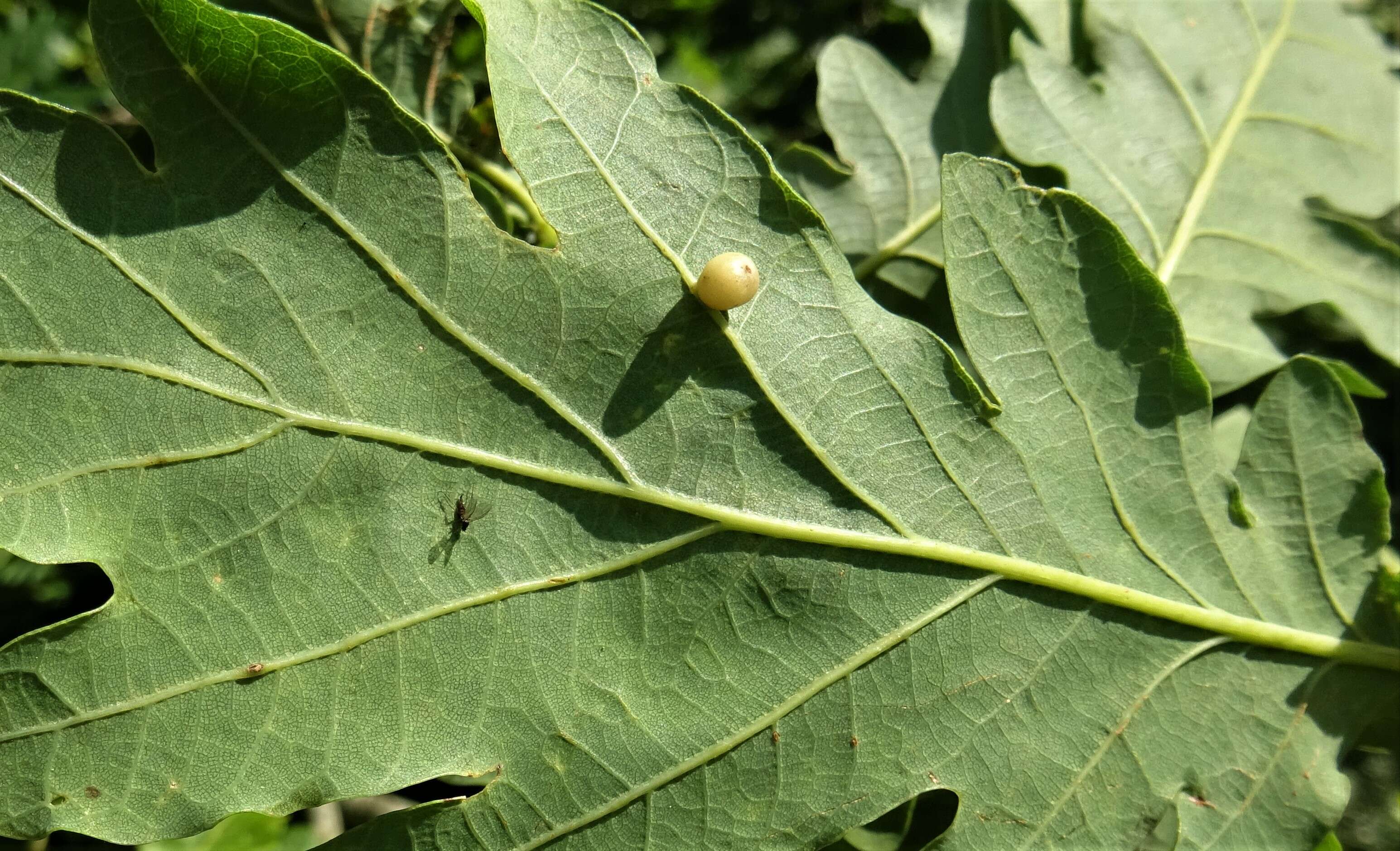 Image of Oyster Gall Wasp