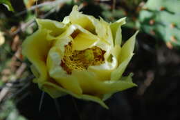 Image of Eastern Prickly Pear