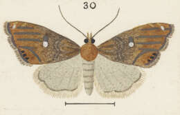 Image of Glaucocharis bipunctella Walker 1860