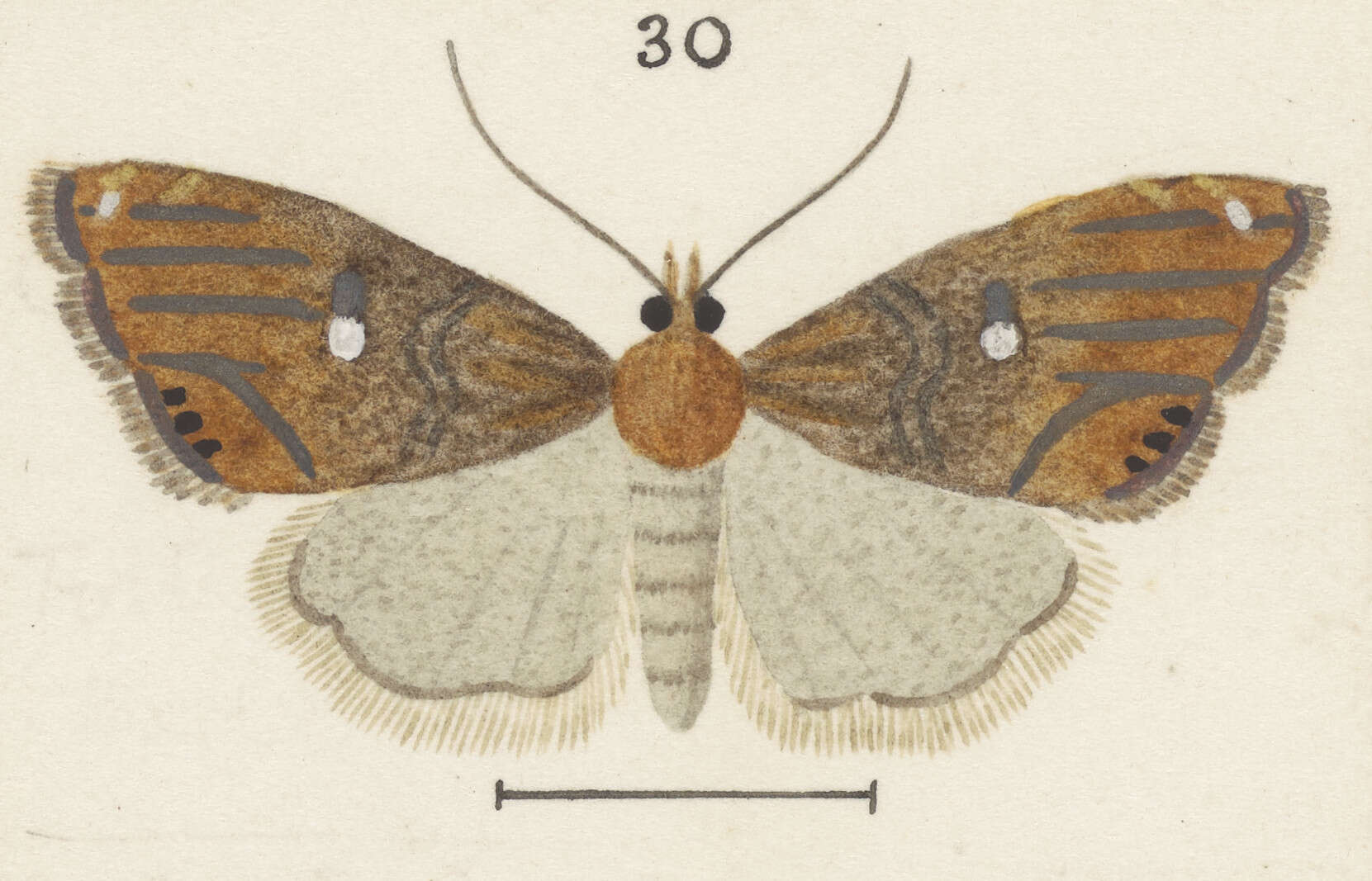 Image of Glaucocharis bipunctella Walker 1860