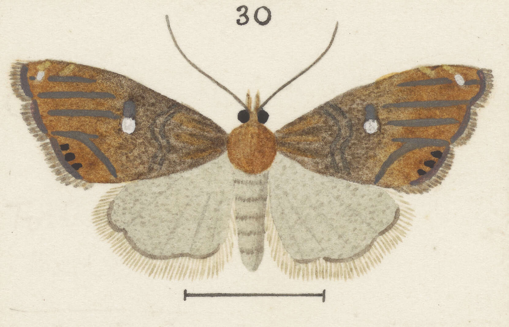 صورة Glaucocharis bipunctella Walker 1860