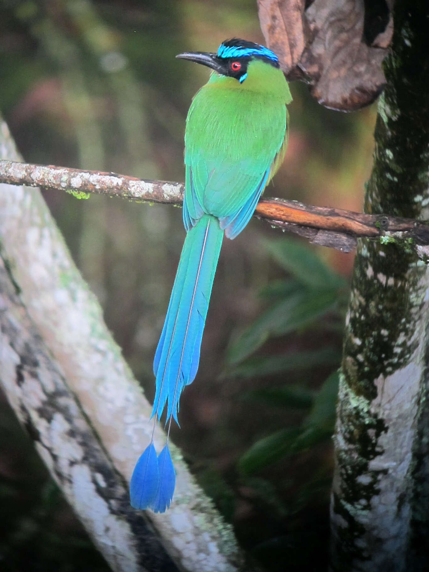 Momotus aequatorialis Gould 1858 resmi