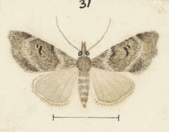 Image of Glaucocharis elaina Meyrick 1882