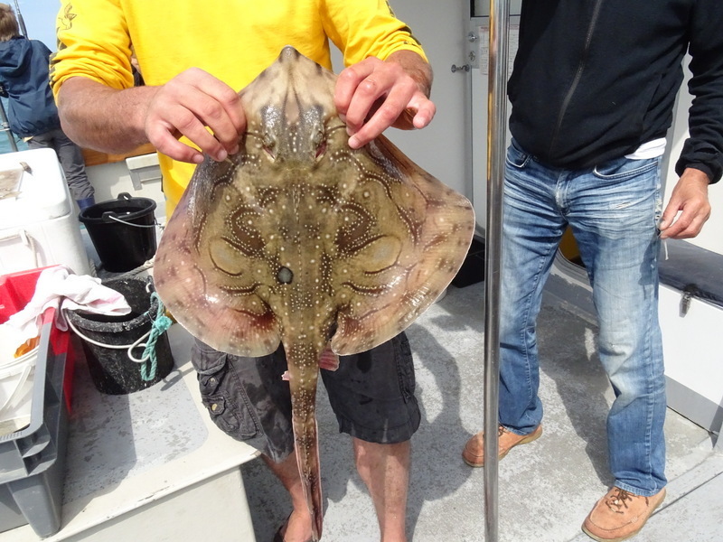 Image of Painted ray or Undulate ray