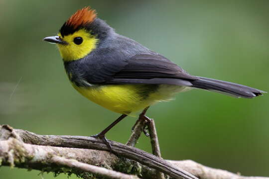 Myioborus torquatus (Baird & SF 1865) resmi